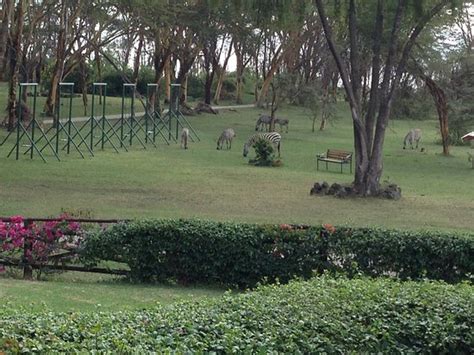 Lake Naivasha Sopa Resort - Lodge Reviews, Photos, Rate Comparison ...