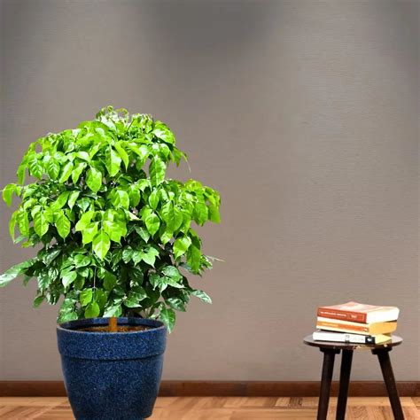 China Doll (Radermachera Sinica) - Plant – Lalit Enterprise