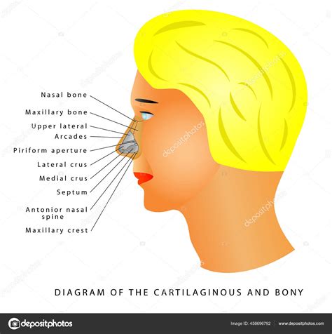 Anatomy Of The External Nose Discount Online, Save 66% | jlcatj.gob.mx