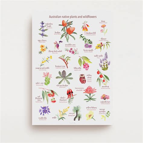 Native Australian Plants