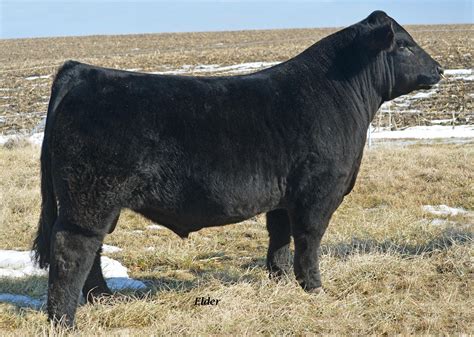 2024 Sire Directory by American Maine-Anjou Association - Issuu