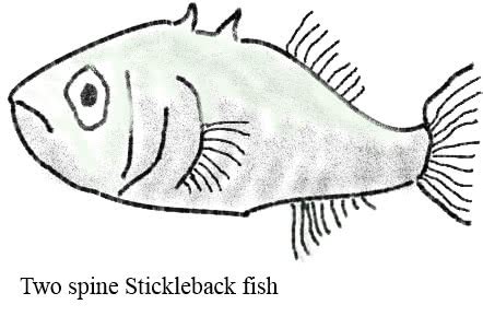 ChurchAges.net - Basic flaws in the theory of evolution