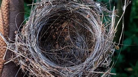 Russia-Ukraine war fallout: Birds use fiber optic wires from drones to ...