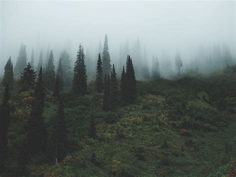Download wallpaper 1280x960 trees, grass, fog standard 4:3 hd background