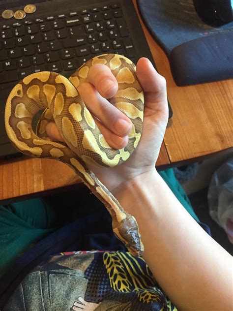 Image result for Ball Python Scared