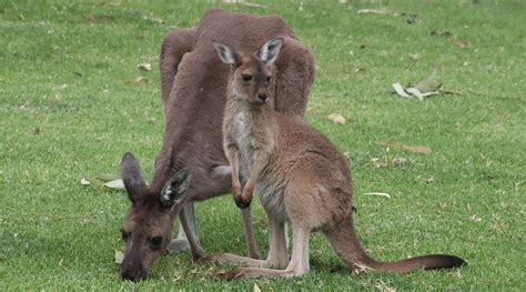 PINNAROO VALLEY MEMORIAL PARK (2025) All You Need to Know BEFORE You Go ...