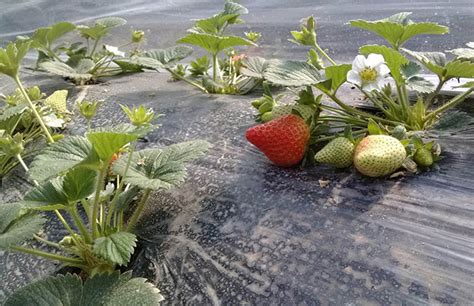 大棚草莓怎么种植?草莓的种植方法和技术-种植技术-中国花木网