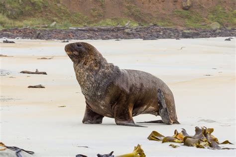 Dive Into the Ocean: Full Guide To All 33 Types of Seals