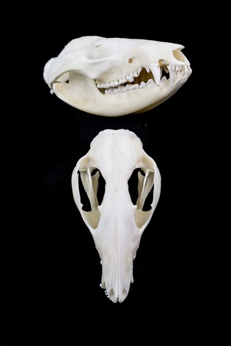 What Does A Possum Skull Look Like at Myron Moon blog