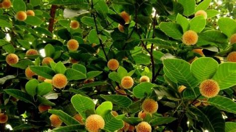 How To Grow And Care For The Kadamba Tree: A Comprehensive Guide - Dwello