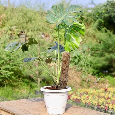 Monstera Deliciosa (~ 2 Ft) with Moss Stick in 12 Inch Classy White ...