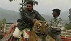 Corbett: Man-eater tiger killed - India Today