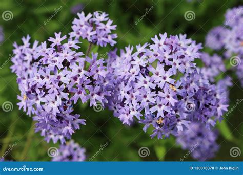 Flores Argentinas Roxas Do Vervain Foto de Stock - Imagem de folhas, foco: 130378378