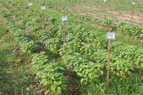 Image result for SE Samo Tree