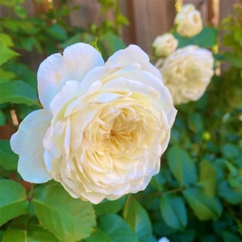 Creamy White Rose - Plant – Lalit Enterprise