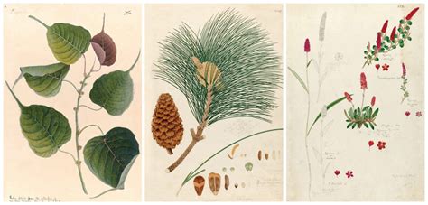 In Illustrations: Tracing India's Long History of Striking Botanical ...