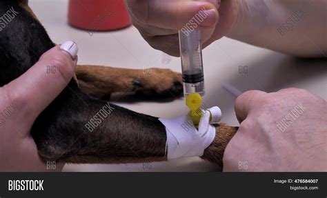 Image result for Introvet Injection