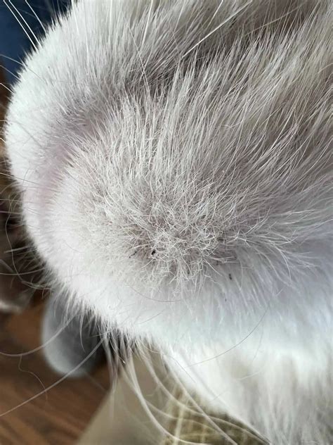 Cat Zits & Acne: Feline Chin Acne | Black Specks Under Chin