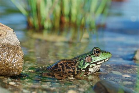 Habitat Of Amphibians