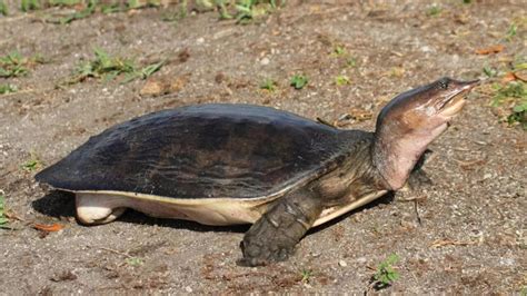 10 unique creatures found in Indian rivers