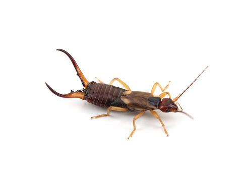 Earwig Pest Control Randburg | Residential & Commercial Extermination