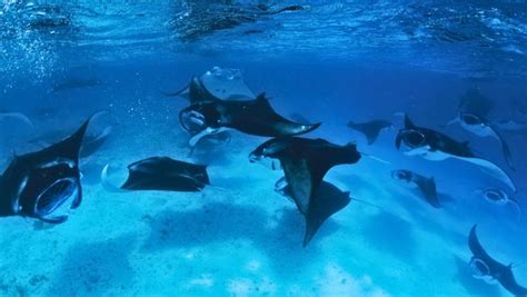 Maldives Unveiled: A Wildlife Lover’s Marine Life Encounters In Baa Atoll