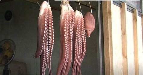 Rabiot The Octopus, Who Predicted Three Of Japan's World Cup Matches ...