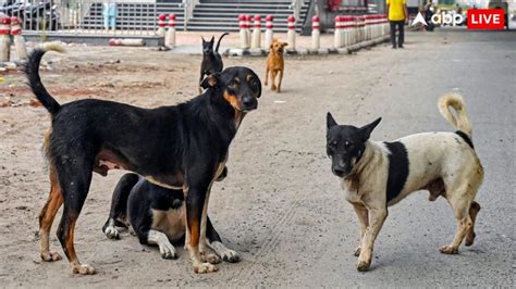 Another Woman Mauled To Death In Gruesome Attack By Stray Dogs In UP