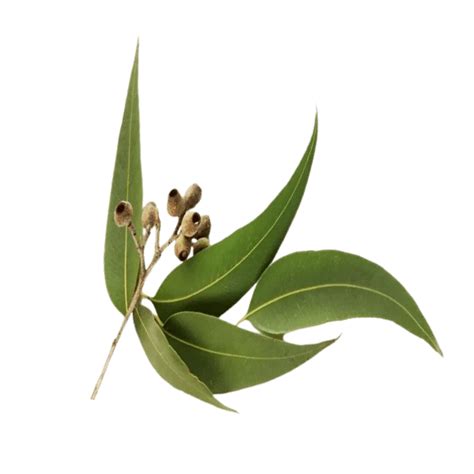 Zinda Tilismath Ingredients: Nature's Best for Holistic Health