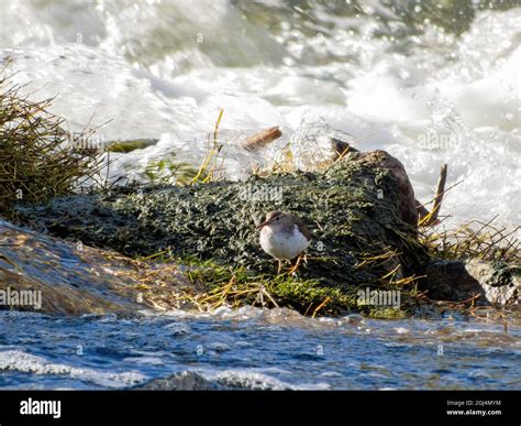 Close up shot of a cute Spotted sandpiper at Nevada Stock Photo - Alamy