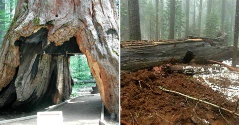 Remember The Iconic Sequoia Tree In California That You Could Drive ...
