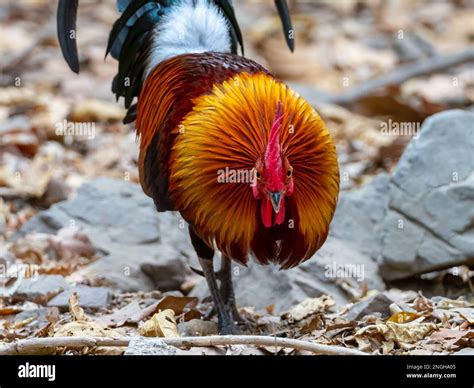 Red Junglefowl, Gallus gallus, a stunning ancestor of the chicken in the forest of Kaeng Krachan ...