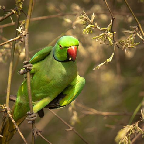 Green Parrot HD Wallpapers - Top Free Green Parrot HD Backgrounds ...