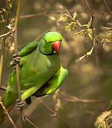 Image result for Cute Green Parrot
