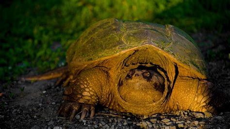 Image result for Purging Snapping Turtle