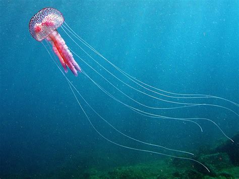 Jellyfish Characteristics Jellyfish Have Human Like Eyes | Live