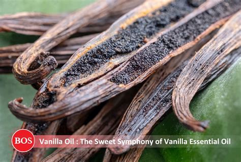 The Sweet Symphony of Vanilla Essential Oil - BOS Natural Flavors