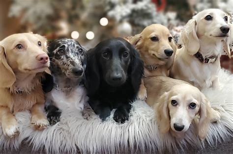 Double Dapples | Autumn Breeze Dachshunds | United States