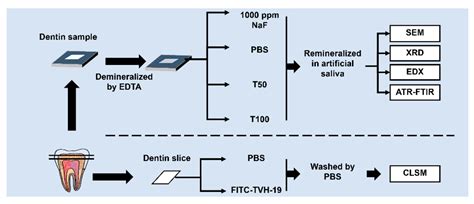 The Amelogenin-Derived Peptide TVH-19 Promotes Dentinal Tubule ...