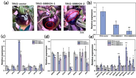 Omics Analysis Unveils the Pathway Involved in the Anthocyanin ...