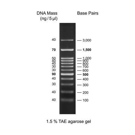 100bp DNA Ladder H3 - Universal Biotechnology: Accurate DNA Fragment Sizing