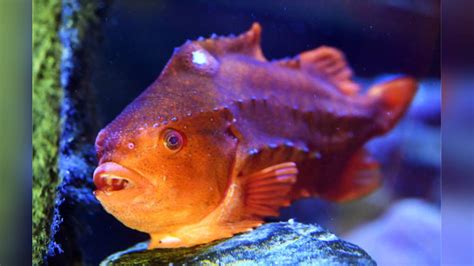 है मछली, काम गिरगिट के...चमकते हुए हर उम्र में बदलती है अपना रंग - real ...