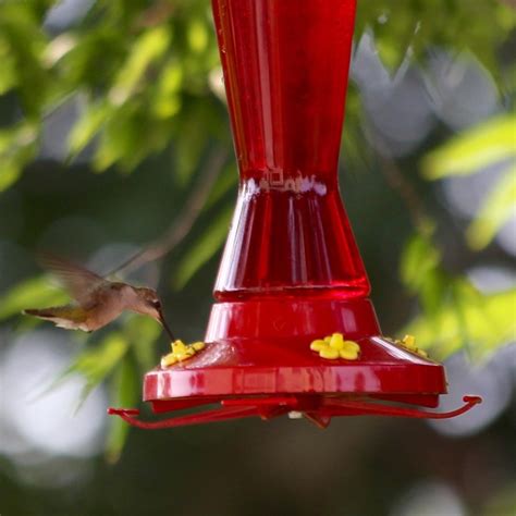 Amazon.com : Perky-Pet 410P Pinch Waist Plastic Hummingbird Feeder, 16 ...