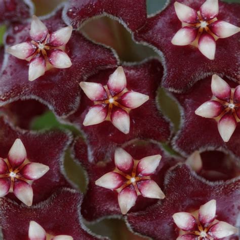 10 Stunning Hoya Varieties You Need to Grow Today