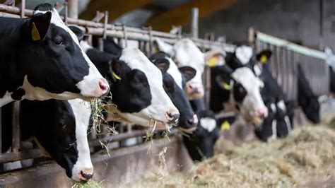 Holstein Friesian Cow: Price, Milk Per Day and Characteristics - Swasya