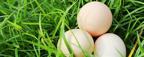 梦见捡了很多鸡蛋有什么预兆 梦见捡了很多鸡蛋好不好 - 万年历