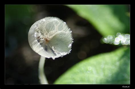 Bildergebnis für candida paragusa