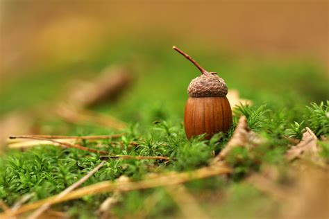 Is Acorns a good investment for beginners in 2024?