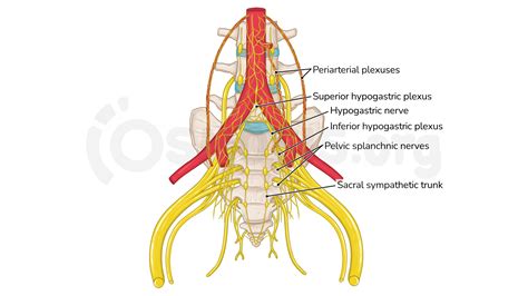 Pelvic Nerve