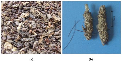 Insects | Special Issue : From Laboratory Studies to Court Evidence ...